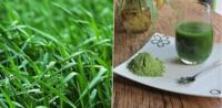 Poudre de jus d'herbe de blé 100 % soluble dans l'eau, extrait d'herbe de blé, vente chaude