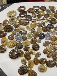 Cabochons d'ammonites, pierres précieuses de formes variées pour la fabrication de bijoux, prix en gros - Product Image 6