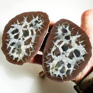 CrystalHola Vente en gros de tranches de pierre marocaine naturelle à motif tortue, sculptées à la main, de haute qualité, décoration bohème, éducatives - Product Image 2