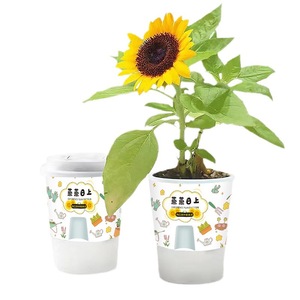 Mini-plantes en pot pour bureau, boîte mystère de plantes vertes, boîte mystère de plantes pour enfants, fleurs d'intérieur faciles d'entretien pour les paresseux - Product Image 2