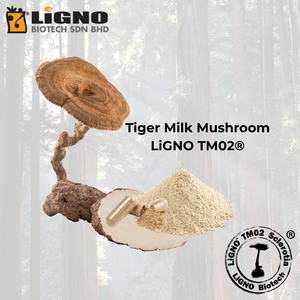 เห็ดนมเสือ LiGNO TM02 ผลิตตามสั่งแบบ OEM ODM ได้รับการรับรองฮาลาลและโคเชอร์ วัตถุดิบเกรดอาหารเพื่อสุขภาพ - Product Image 1