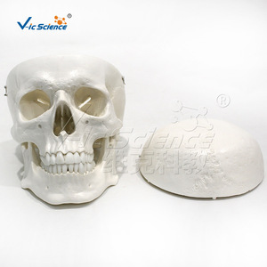 Modelo de cráneo adulto natural, tres partes desmontables, modelo de demostración para enseñanza ortopédica - Product Image 3