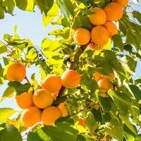 FCX 1Kg Hot Sale Gefroren Gedroogde Abrikozen uit China per kilo Gezonde Natuurlijke Voedingsmiddelen uit China Suikervrije Snack