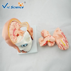 Modelo Plástico de Anatomia Cerebral com Arteria Cerebral para Educação em Ciências Médicas - Product Image 2