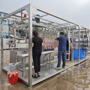 Línea de Sacrificio Avícola a Pequeña Escala para África, Máquina Automática de Matanza de Pollos de 500 Bph, Directo de Fábrica - Product Image 4