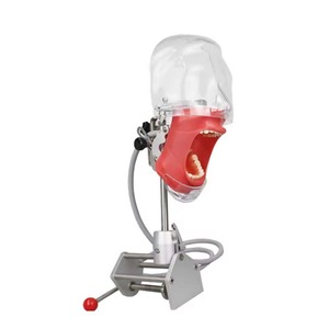 หุ่นจำลองศีรษะสำหรับฝึกทำฟัน รุ่น Phantom พร้อมฐานตั้งแบบใหม่ สำหรับการสอนทันตแพทย์ แถมฟัน 28 ชิ้นฟรี - Product Image 3