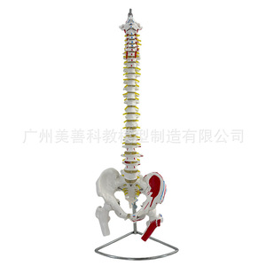 Ceinture vertébrale et pelvienne naturelle de 80 cm avec coloration des muscles, points d'origine et d'insertion musculaires, colonne vertébrale lombaire et bassin - Product Image 4