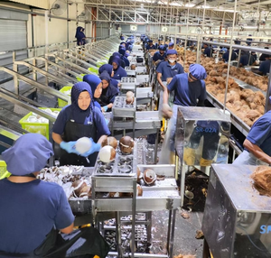 Dự án trọn gói thiết bị dây chuyền sản xuất nước dừa và sữa dừa - Product Image 2