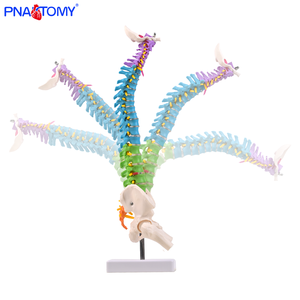 Mô hình cột sống con người bằng nhựa dẻo 45cm với các dây thần kinh cột sống và phần đùi để đào tạo y tá đào tạo khoa học y tế - Product Image 2