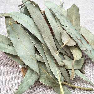 Huacan shu ye — thé à longue feuille <span class=keywords><strong>d</strong></span>'<span class=keywords><strong>eucalyptus</strong></span> vert naturel, séchées, à base <span class=keywords><strong>de</strong></span> plantes, nouvelle collection - Product Image 2
