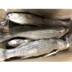 Mullet gris congelé éviscéré IQF, directement <span class=keywords><strong>de</strong></span> l'usine, 1000-2000g, vente en gros pour le marché africain - Product Image 5