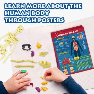 Set di giochi di anatomia puzzle del corpo umano 28 pezzi del gioco del bordo dello stelo dei giocattoli educativi Kit di scienza per i bambini che giocano al Kit del medico - Product Image 3