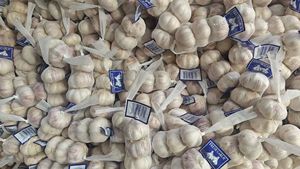 Çin tedarikçisi saf Normal taze beyaz sarımsak toptan fiyat sunuyor çin'den Ajo frafrais ihraç - Product Image 3