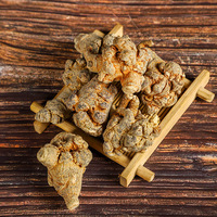 Raíz de Panax Notoginseng / Sanchi (San Qi) de Yunnan, Radix Pseudoginseng Entero Recién Cosechado, Venta al por Mayor de Raíz de Pseudoginseng para Té