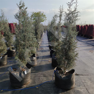 Bolsa de cultivo de tela de PP transpirable resistente HOKBG, maceta de jardín a precio competitivo para árboles de ciprés azul para jardinería - Product Image 3