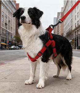 Ensemble pour chien UFBemo, résistant, imperméable, en PVC, collier, harnais et laisse réglables 3 en 1, avec quincaillerie métallique antirouille - Product Image 6