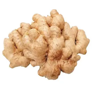 New season fresh ginger air dried ginger from Chinese wholesale ginger supplier