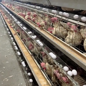 Mới Và Sử Dụng Thép Gà Lồng Một Loại Cho Trang Trại Trứng Lớp Gà Con Gà Con - Product Image 6