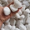SHC-guijarros de grava para decoración de paisajismo, guijarros blancos de nieve para Parque, venta al por mayor de fábrica - Product Image 2