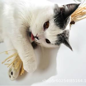 Bâtons <span class=keywords><strong>à</strong></span> grignoter et <span class=keywords><strong>à</strong></span> nettoyer les dents pour chats, en <span class=keywords><strong>bois</strong></span> de ver <span class=keywords><strong>à</strong></span> <span class=keywords><strong>bois</strong></span>, en herbe de raphia et en fruits de galle - Product Image 5