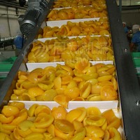LeadWorld – système de tapis roulant blanc plat en PVC, inclinaison verticale pour légumes et fruits, industrie alimentaire personnalisée