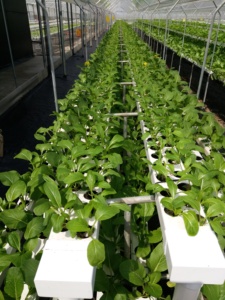 Hydroponic nft Channel สำหรับเรือนกระจก, ติดตั้งง่าย, PVC เกรดอาหาร, ฝาครอบที่ถอดออกได้, ฐานโค้ง, ความจุหนัก - Product Image 3
