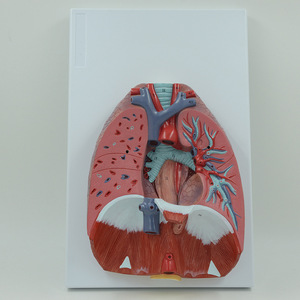 Matériel pédagogique médical en gros : Modèles du système respiratoire, des voies respiratoires, des poumons et du cœur ; Modèles du larynx humain, du système cardio-pulmonaire, etc. - Product Image 1