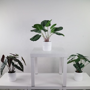 <span class=keywords><strong>ต้น</strong></span>คาลาเธียเทียมขนาดเล็กพร้อมกระถางสำหรับตกแต่งบ้าน - Product Image 3