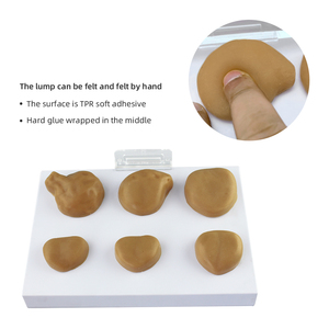 Modèle de <span class=keywords><strong>prostate</strong></span> pathologique ZM2061 22.5*16*2.5 - Product Image 4