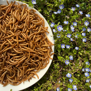 3-4 Veces Más Proteína que las Huevas <span class=keywords><strong>de</strong></span> Huevo, Gusanos <span class=keywords><strong>de</strong></span> Harina Secos Naturales con Alto Contenido <span class=keywords><strong>de</strong></span> Proteínas para un Crecimiento Saludable <span class=keywords><strong>de</strong></span> sus Amados Mascotas - Product Image 2