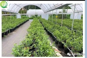 Serre de plantation multi-voûtes en film plastique pour la culture de raisin et de myrtilles, tunnel de culture, abri contre la pluie - Product Image 2