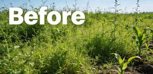 Bentazone Acifluorfen 440g/L SL – Herbicide Sélectif Post-Emergence Haute Efficacité pour l'Élimination des Adventices à Feuilles Larges du Soja et des Arachides - Product Image 2