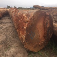Bûches de bois dur africain Tali à haute résistance, conservées naturellement, forte capacité de charge, qualité export, longueur 4m, diamètre 60cm