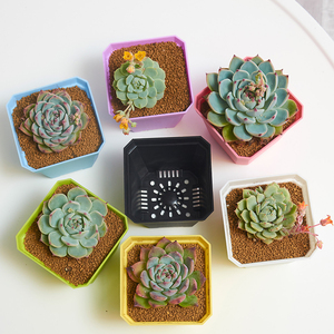 Pots de plantes en plastique carrés d'intérieur de pépinière de <span class=keywords><strong>prix</strong></span> d'usine <span class=keywords><strong>à</strong></span> vendre - Product Image 6
