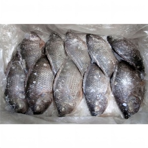 Tilapia Congelée 400 600 500 800 IQF BQF Tilapia Noire Fournisseur en Gros - Product Image 5