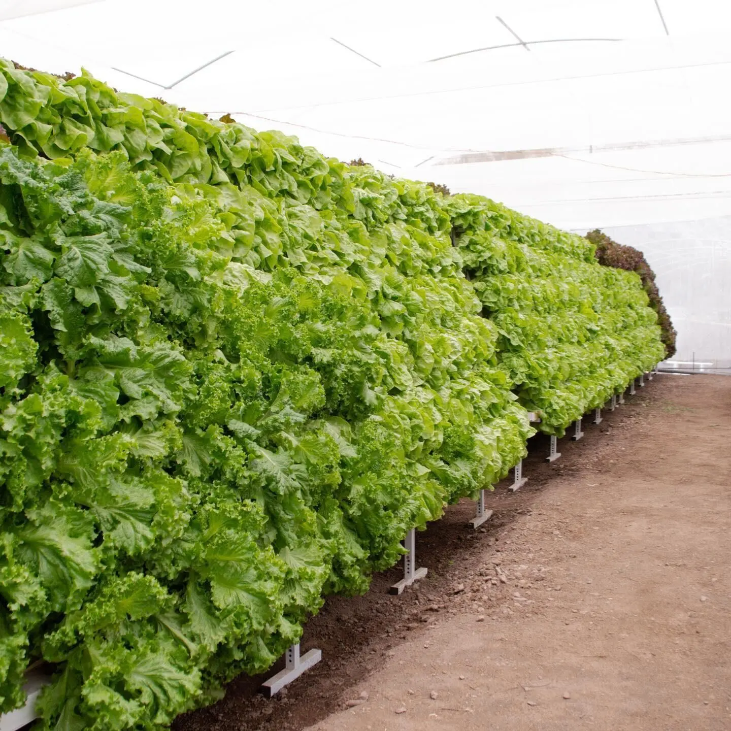 Equipo hidropónico de riego de canal Popular de Arabia Saudita, Canal NFT de jardín para sistema de cultivo de plantas