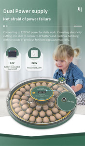 2024 Hhd Best-seller 52 Incubadora de <span class=keywords><strong>huevos</strong></span> para <span class=keywords><strong>huevos</strong></span> de pájaros pequeños Máquina para incubar Ingredientes de envío gratis - Product Image 2