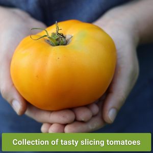 Variedades de reliquia de tomate estilo bistec sin OGM Kellogg's Cherokee Purple Mortgage Lifter <span class=keywords><strong>Ponderosa</strong></span> Home Macetas - Product Image 3