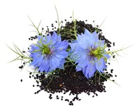 Bubuk ekstrak Nigella Sativa Thymoquinone 5% dikemas dalam Drum