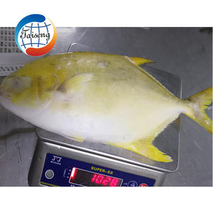 Pescado Pomfret Congelado de Calidad, Pomfret Dorado, Exportador, Tamaño Grande, IQF, IWP, Pescado Pompano Dorado Congelado - Product Image 3