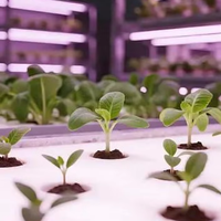 Usine de culture en conteneurs entièrement automatisée Seedafarm, système de contrôle environnemental intelligent, taille personnalisable, garantie 1 an