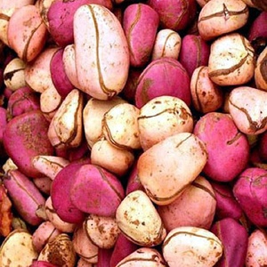 kola nuts supplier, kola nuts supplier suppliers and