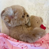 Jouet à mâcher pour chien en forme d'ours, avec compartiment pour friandises et papier froissé interactif
