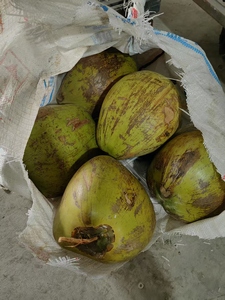 Máquina Peladora <span class=keywords><strong>de</strong></span> Coco Joven <span class=keywords><strong>de</strong></span> Gran Popularidad, Máquina Peladora <span class=keywords><strong>de</strong></span> Coco Seco, Máquina para Pelar y Cortar Coco - Product Image 5
