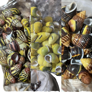 เปลือกหอยและเปลือกหอยทากคุณภาพสูงในราคาที่แข่งขันได้จากเวียดนาม - Product Image 1