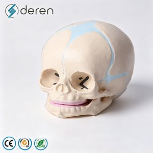 Modelo de <span class=keywords><strong>Cráneo</strong></span> <span class=keywords><strong>Humano</strong></span> Desarticulado con 22 <span class=keywords><strong>Huesos</strong></span> Separados para Entrenamiento Avanzado en Anatomía - Product Image 4