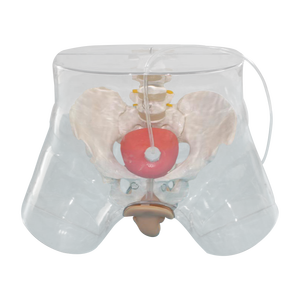 Maniquí de cateterismo uretral masculino transparente de la ciencia médica, de la aguja, de la aguja, para la Ciencia - Product Image 2