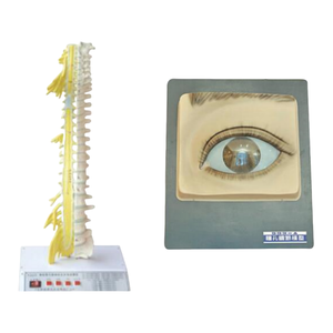 แบบจำลองทางวิทยาศาสตร์การแพทย์ ADA - แบบจำลองกระดูกสันหลังและเส้นประสาท พร้อมระบบควบคุมม่านตาด้วยไฟฟ้า (ควบคุมแสง) รุ่น A2128/A2132 เซี่ยงไฮ้ - Product Image 1