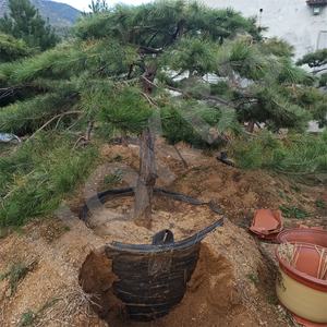 HOKBG Pépinière Planteur UV Stable Respirant PP Tissé <span class=keywords><strong>avec</strong></span> poignées Intérieur Extérieur <span class=keywords><strong>Espalier</strong></span>-pin sac de culture - Product Image 5