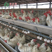Nouveau design Cages pour poulets de reproduction Cage pour volaille Cages pour poules pondeuses pour ferme d'élevage de poulets